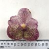 ВАНДА (VANDA Prapathom Gold, 4N x V.sanderiana) 